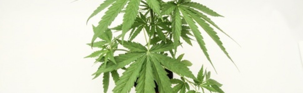 Marihuana a neurologia